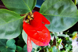 开花倒着的花有哪些 开花倒着的花有哪些