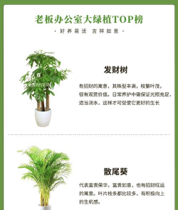 办公室室内植物哪些好 办公室室内植物哪些好