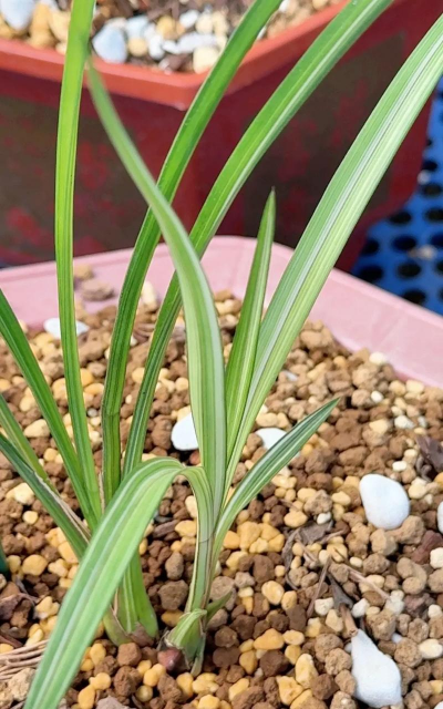 秋天种什么兰花好 秋天种什么兰花好