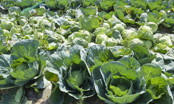 北方十月份种什么 北方十月份种什么