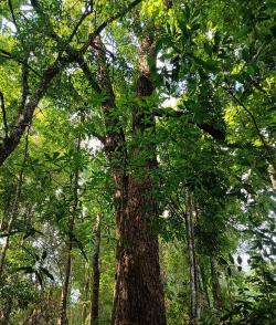 常绿阔叶树种有哪些 常绿阔叶树种有哪些