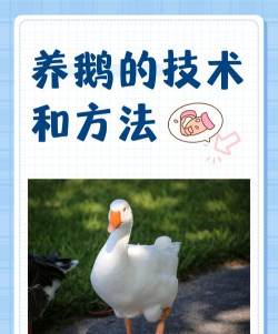 养鹅应注意什么 养鹅应注意什么