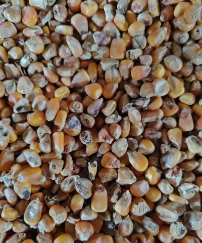 发霉玉米什么样子 发霉玉米什么样子