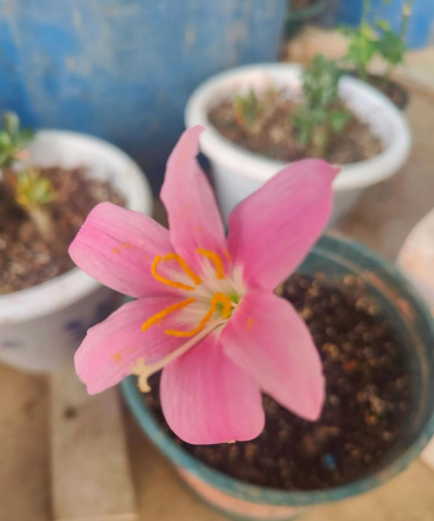 我为什么喜欢拍花 我为什么喜欢拍花