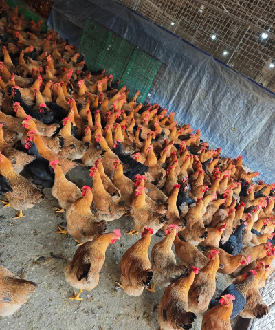 北方养什么鸡好 北方养什么鸡好