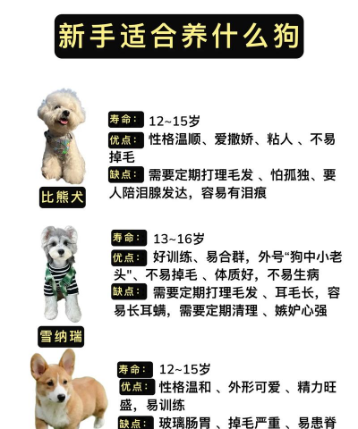 初学者养什么狗 初学者养什么狗
