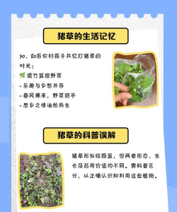 什么样的草喂母猪最好 什么样的草喂母猪最好