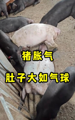 猪肚子涨是什么引起的 猪肚子涨是什么引起的