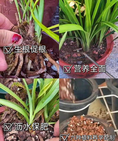 春兰栽培用什么土 春兰栽培用什么土