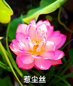 碗莲种什么品种好 碗莲种什么品种好