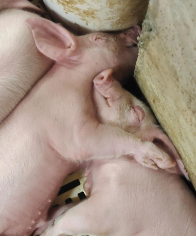 小猪身子发抖是什么 小猪身子发抖是什么