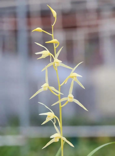 冬天什么品种的兰花耐寒 冬天什么品种的兰花耐寒