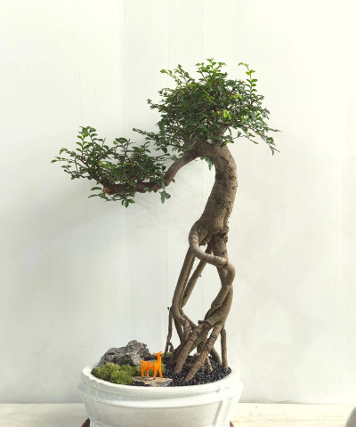 榆树盆景用什么盆最好 榆树盆景用什么盆最好