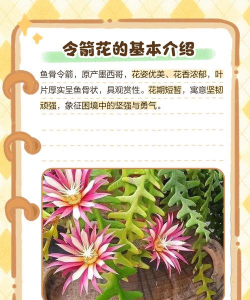 令箭花为什么不开花 令箭花为什么不开花