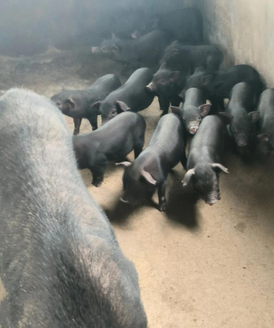 农民养猪找什么部门 农民养猪找什么部门