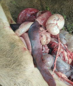 为什么打针 猪死亡 为什么打针 猪死亡