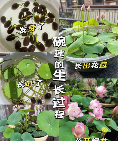 无土荷花怎么种植方法 无土荷花怎么种植方法
