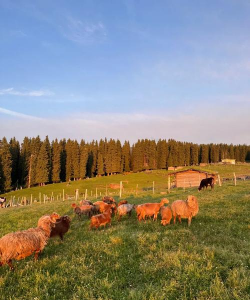 新疆伊犁适合种什么农作物 新疆伊犁适合种什么农作物
