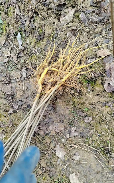 扬子江黄柏种植 扬子江黄柏种植