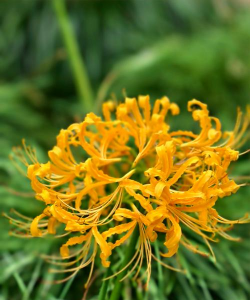 彼岸花最初的颜色 彼岸花最初的颜色