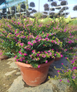 山西高30公分满天星品种有哪些 山西高30公分满天星品种有哪些