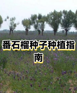 如何用石榴籽种石榴 如何用石榴籽种石榴