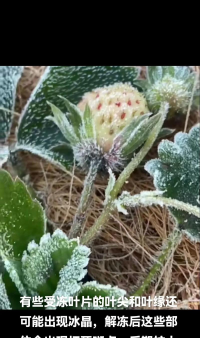 如何应对霜冻对农作物造成的伤害 如何应对霜冻对农作物造成的伤害
