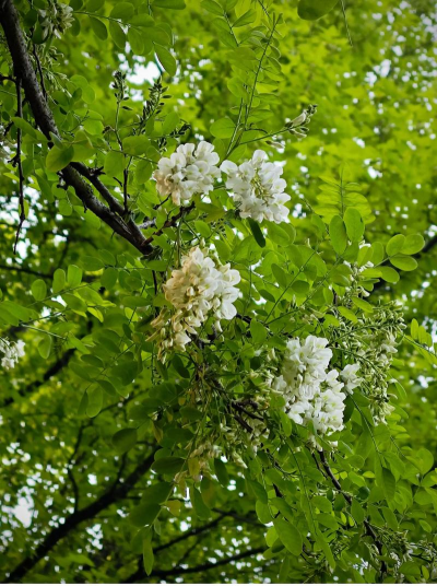 刺槐的生长习性有 刺槐的生长习性有