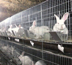 养兔子提供哪种食物作草料比较好 养兔子提供哪种食物作草料比较好