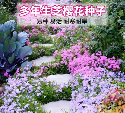 芝樱花籽怎么种植 芝樱花籽怎么种植
