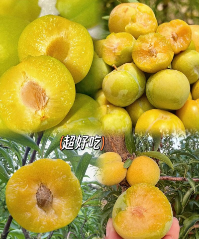 蜂糖李适合海拔多少度种植高产栽培技术全解析 蜂糖李适合海拔多少度种植高产栽培技术全解析