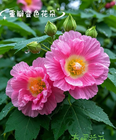 芙蓉花长什么样 芙蓉花长什么样