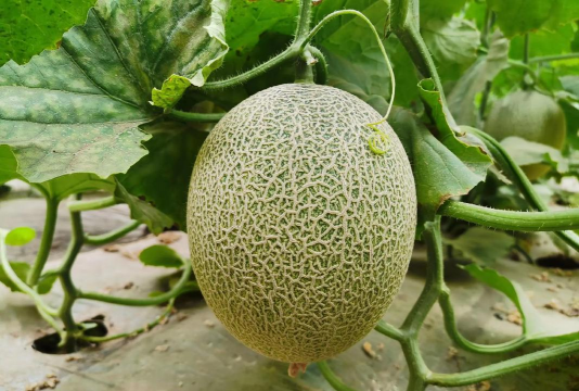 哈密瓜怎么种植 哈密瓜怎么种植