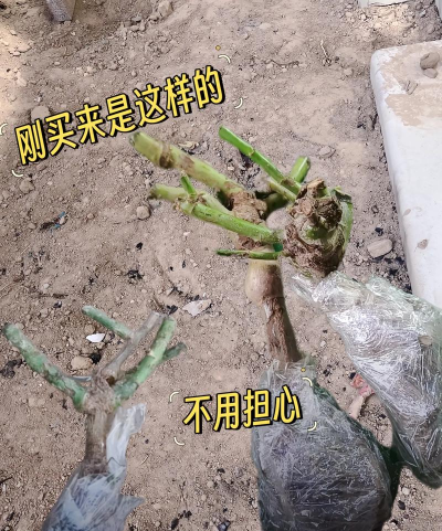 花有哪些颜色 花有哪些颜色