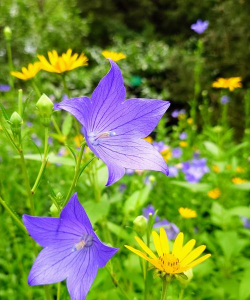 夏季有哪些花 夏季有哪些花