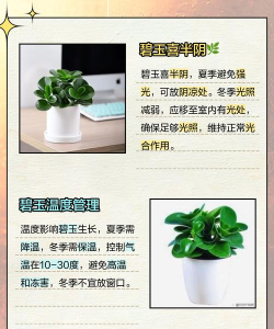 如何种植碧玉 如何种植碧玉
