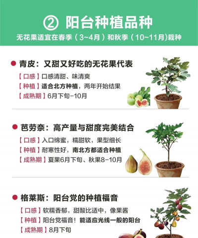 无花果树怎么种植 无花果树怎么种植