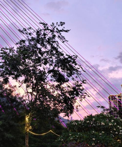 什么是鸡蛋花 什么是鸡蛋花