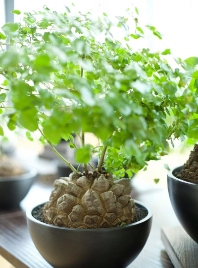 龟甲龙用什么土 龟甲龙用什么土