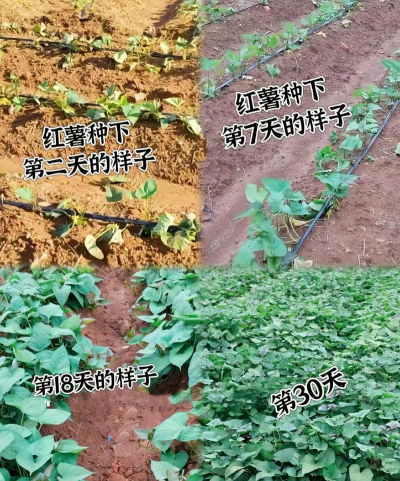 番薯怎么种植 番薯怎么种植