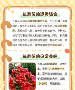 长寿花的花语是什么 长寿花的花语是什么