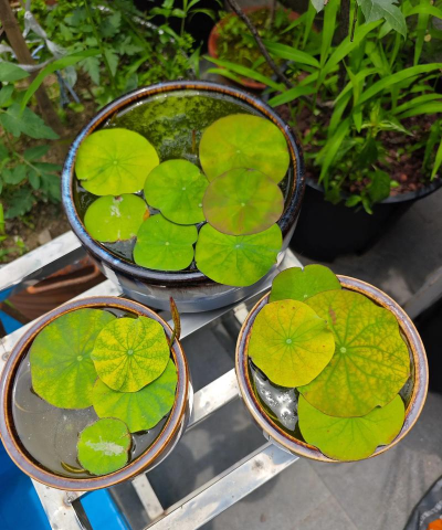 碗莲用什么盆 碗莲用什么盆