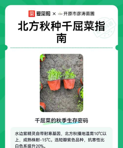 千屈菜怎么种植 千屈菜怎么种植