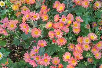 秋天的花有哪些颜色 秋天的花有哪些颜色