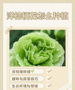 桔梗花怎么种植 桔梗花怎么种植