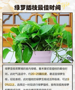 水培绿萝怎么剪枝种植 水培绿萝怎么剪枝种植