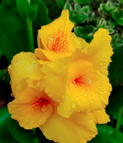 表示未来的花有哪些 表示未来的花有哪些