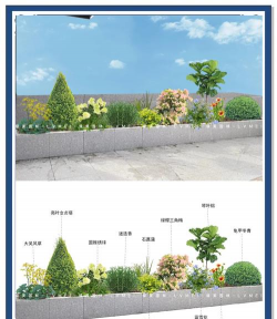 花箱怎么种植 花箱怎么种植