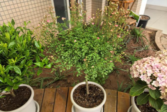 什么样的土壤适合养花 什么样的土壤适合养花