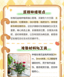 玫瑰花怎么种植土 玫瑰花怎么种植土